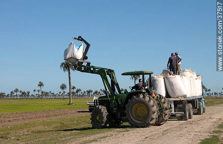 Descarga de bolsas de semilla de arroz - Departamento de Rocha - URUGUAY. Foto No. 37517