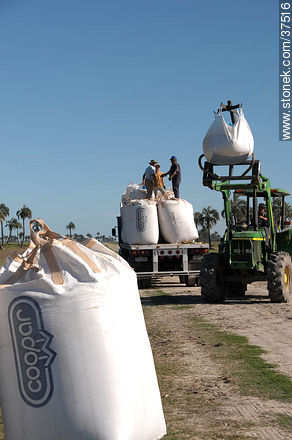 Unloading sacks of rice seeds. - Department of Rocha - URUGUAY. Photo #37516