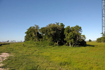 Old indian hill - Department of Rocha - URUGUAY. Photo #37509