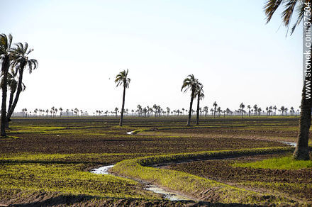 Ricefield. Irrigation canal. - Department of Rocha - URUGUAY. Foto No. 37504