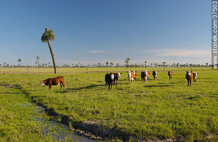 Cattle - Department of Rocha - URUGUAY. Foto No. 37503