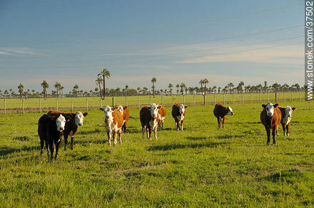 Cattle - Department of Rocha - URUGUAY. Photo #37502