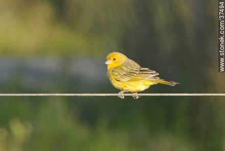 Doradito macho - Departamento de Rocha - URUGUAY. Foto No. 37494