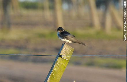 Brown-chested Martin - Department of Rocha - URUGUAY. Photo #37488