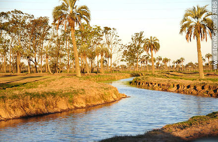 Irrigation canal - Department of Rocha - URUGUAY. Foto No. 37486