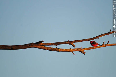 Vermillion flycatcher - Fauna - MORE IMAGES. Photo #37482