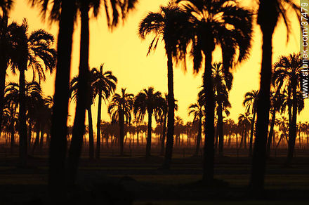 Sunset palm grove  - Department of Rocha - URUGUAY. Photo #37479