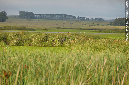 Rocha wetlands - Department of Rocha - URUGUAY. Foto No. 37439