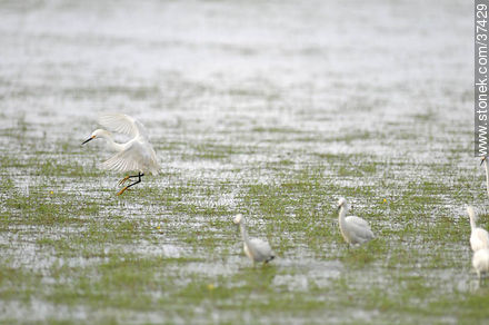 Garcitas blancas en un bañado - Fauna - IMÁGENES VARIAS. Foto No. 37429