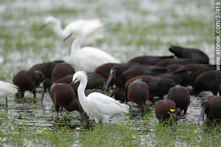 White-faced ibis and Snowy Egrets - Department of Rocha - URUGUAY. Photo #37419
