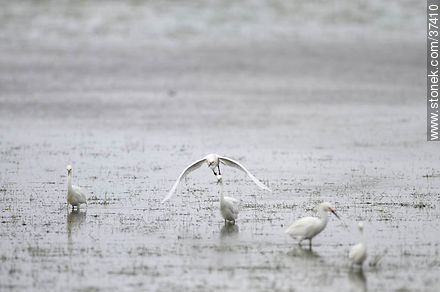 Snowy Egrets - Department of Rocha - URUGUAY. Photo #37410