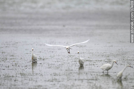 Snowy Egrets - Department of Rocha - URUGUAY. Photo #37409