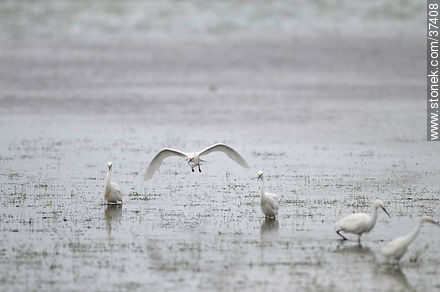 Snowy Egrets - Department of Rocha - URUGUAY. Foto No. 37408