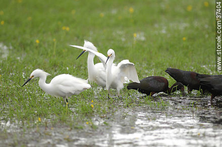 White-faced ibis and Snowy Egrets - Department of Rocha - URUGUAY. Foto No. 37404