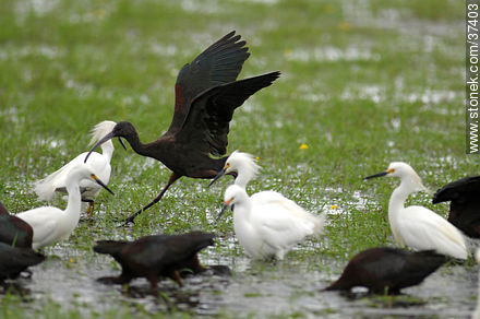 White-faced ibis and Snowy Egrets - Fauna - MORE IMAGES. Photo #37403