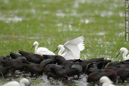 White-faced ibis and Snowy Egrets - Department of Rocha - URUGUAY. Foto No. 37402