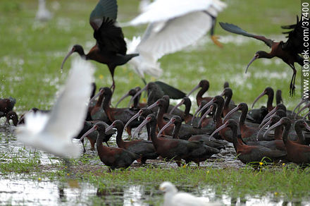 White-faced ibis and Snowy Egrets - Department of Rocha - URUGUAY. Photo #37400