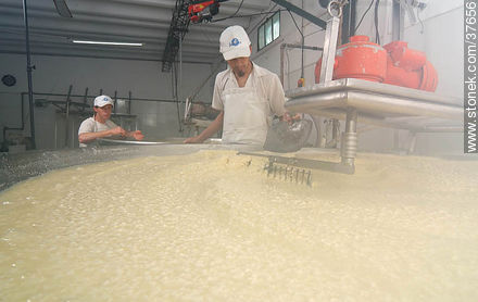 Family cheese factory - Department of Colonia - URUGUAY. Foto No. 37656