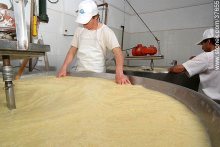 Pequeña industria de fabricación de quesos - Departamento de Colonia - URUGUAY. Foto No. 37655