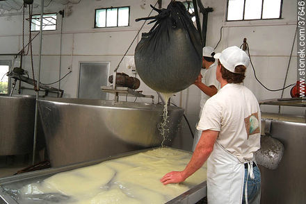 Pequeña industria de fabricación de quesos - Departamento de Colonia - URUGUAY. Foto No. 37646
