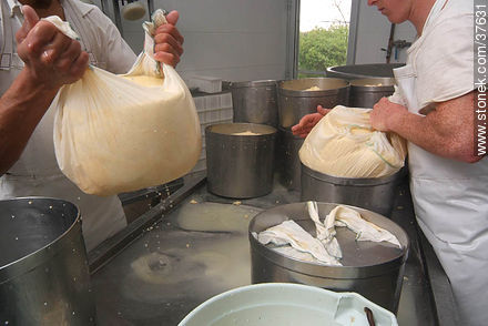 Pequeña industria de fabricación de quesos - Departamento de Colonia - URUGUAY. Foto No. 37631