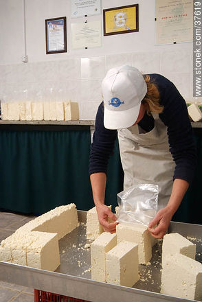 Envasado de queso ricotta - Departamento de Colonia - URUGUAY. Foto No. 37619