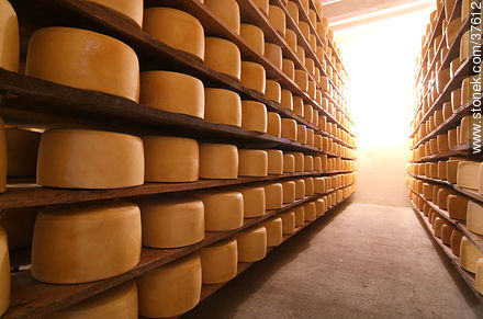Estantes de maduración del queso - Departamento de Colonia - URUGUAY. Foto No. 37612