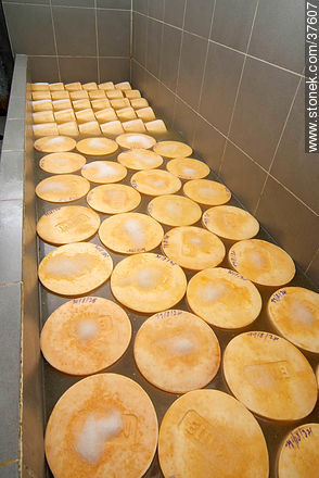 Proceso de salado del queso - Departamento de Colonia - URUGUAY. Foto No. 37607