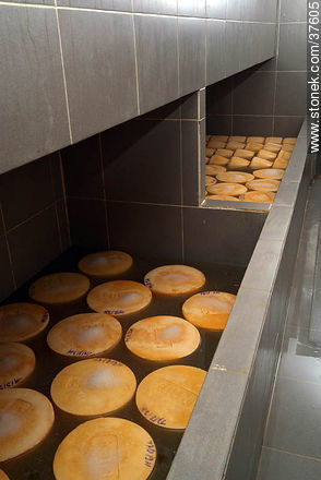 Proceso de salado del queso - Departamento de Colonia - URUGUAY. Foto No. 37605