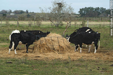 Holando cattle - Department of Colonia - URUGUAY. Photo #37603