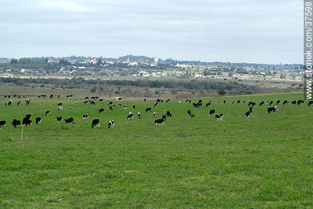 Cattle in the field - Department of Colonia - URUGUAY. Foto No. 37598