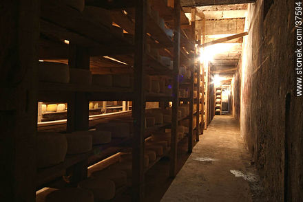 Maturing cheeses - Department of Colonia - URUGUAY. Photo #37594
