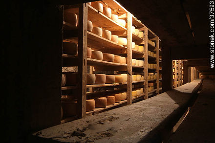Maturing cheeses - Department of Colonia - URUGUAY. Photo #37593