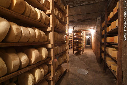 Maturing cheeses - Department of Colonia - URUGUAY. Photo #37587