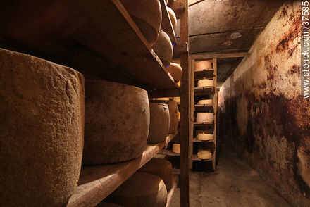 Maturing cheeses - Department of Colonia - URUGUAY. Foto No. 37585