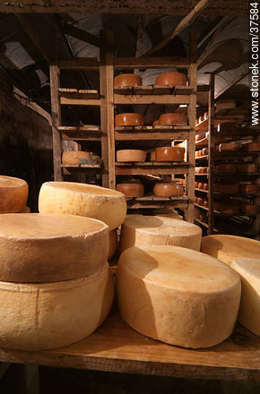 Maturing cheeses - Department of Colonia - URUGUAY. Photo #37584