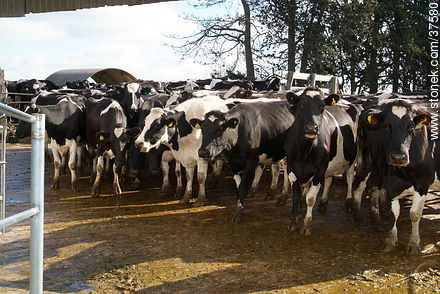 Vacas impacientes para el ordeñe - Departamento de Colonia - URUGUAY. Foto No. 37580