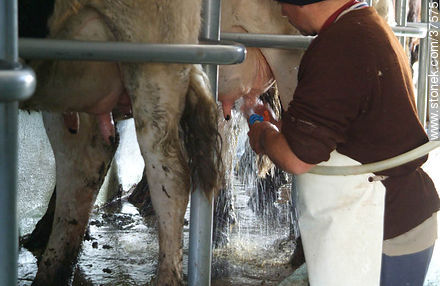 Milking - Department of Colonia - URUGUAY. Photo #37575