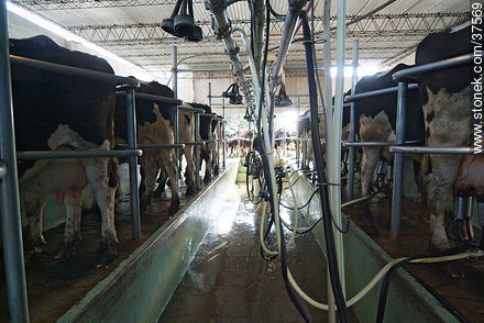 Automatic milking - Department of Colonia - URUGUAY. Photo #37569