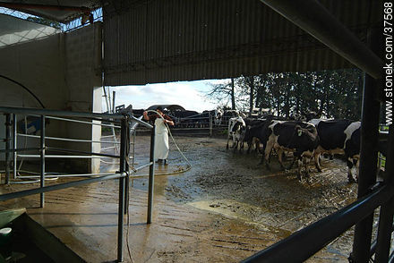 Entrada de ganado para ordeñe - Departamento de Colonia - URUGUAY. Foto No. 37568