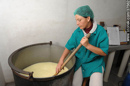Getting the rennet to make cheese - Department of Colonia - URUGUAY. Photo #37562