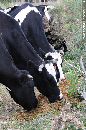 Vacas alimentándose - Departamento de Colonia - URUGUAY. Foto No. 37561