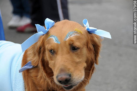 Recibimiento de la Selección Uruguaya de Fútbol en la rambla de Pocitos de Montevideo el 13 de Julio de 2010.  Perra labradora. -  - URUGUAY. Foto No. 37958