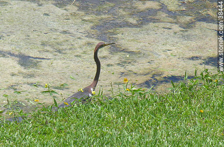Isles at Lago Mar, Fort Lauderdale. Heron. - Fauna - MORE IMAGES. Photo #38444