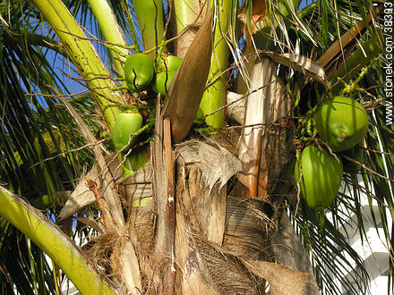 Coconut palm - State of Florida - USA-CANADA. Photo #38393