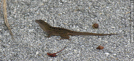 Small lizard - State of Florida - USA-CANADA. Photo #38491