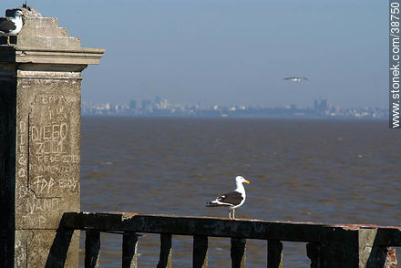 Montevideo desde la Isla de Flores. Gaviota. -  - URUGUAY. Foto No. 38750