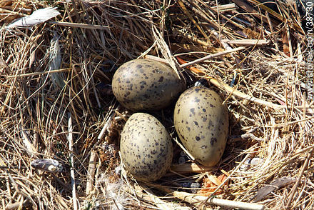 Segull nest and eggs. - Fauna - MORE IMAGES. Photo #38730