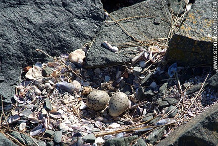 Segull nest and eggs. -  - URUGUAY. Foto No. 38714