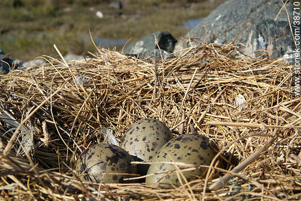 Segull nest and eggs at Isla de Flores -  - URUGUAY. Foto No. 38710